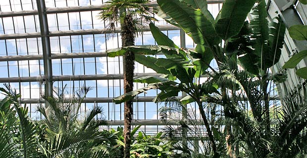 palm house