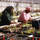 Plant Propagation & Sales